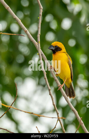 Asiatique mâle Golden Weaver isolé perché sur la perche Banque D'Images