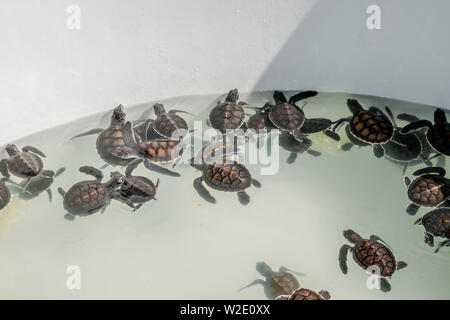 La tortue de mer nage dans le bassin de traitement pour la conservation Banque D'Images