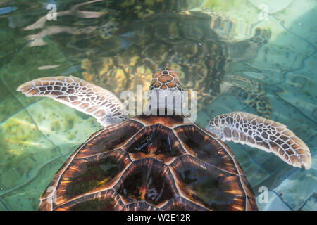 La tortue de mer nage dans le bassin de traitement pour la conservation Banque D'Images