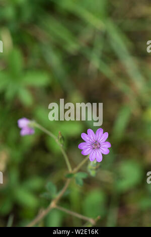 Haie Crane's-bill Banque D'Images