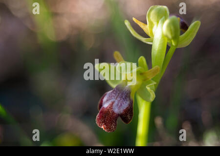 Wild Orchid (Ophrys forestieri) sur un point de fond. Banque D'Images