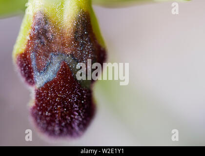 Wild Orchid (Ophrys forestieri) sur un point de fond. Banque D'Images