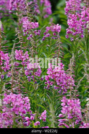 Un groupe de l'Épilobe fleurs (Chamaenerion angustifolium) également connu sous le nom de grand et rosebay willowherb willowherb. Banque D'Images