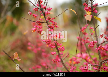 Fruits rouge vif de l'Euonymus alatus. La fusée ailée, ailé Euonymus ou buisson ardent. Belle végétation automne lumineux. Banque D'Images