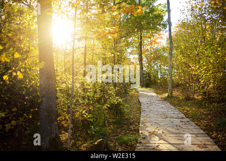 Tauciuliskes balades cognitives, menant à travers les magnifiques forêts d'automne à l'Tauciliuskes lake, situé près de Vilnius, Lithiania. Banque D'Images