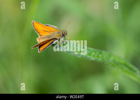 Skipper (Ochlodes venatus) grand brun foncé et brun orange foncé. upperwingswith limitrophes a grand eys, ailes en retrait au repos qui ressemble à une espèce. Banque D'Images