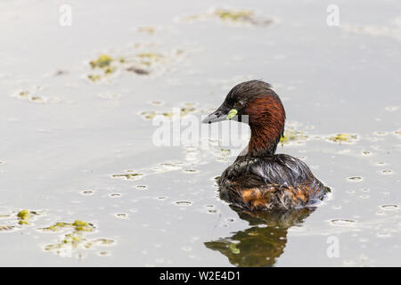 Grèbe castagneux (Tachybaptus ruficollis) petit oiseau plongeur dumpy petit bill a des taches vert-jaune à la base et marron pâle plumage noir queue gonflée Banque D'Images