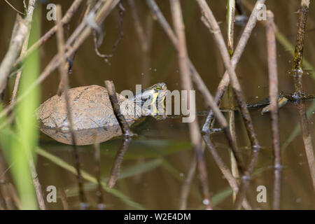 Douce de la nature reserve le soleil en petit étang. Animaux domestiques reptiles sont libérés dans l'UK eaux sauvages et de prospérer sur la faune aquatique Banque D'Images