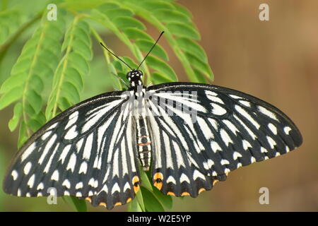 Belle mime commun ( papilio clytia ) papillon. Banque D'Images
