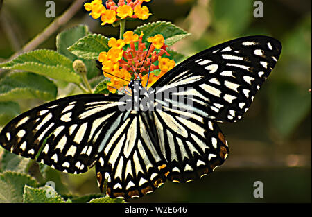 Très belle orientale ( papilio clytia mime commun clytia ) papillon. Banque D'Images