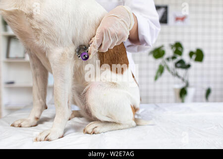 Le vétérinaire est à l'écoute du chien avec un stéthoscope. Banque D'Images