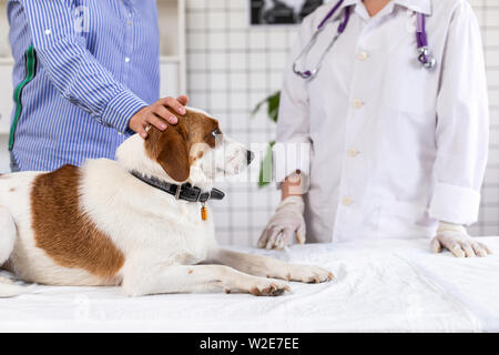 Chien à l'examen chez le médecin dans une clinique vétérinaire. Close up. Arrière-plan flou. Banque D'Images