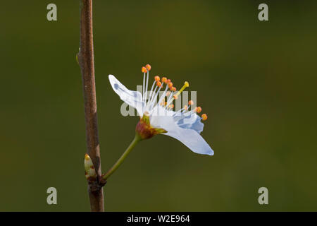 Prunellier / prunelle (Prunus spinosa) rameau montrant la floraison fleurs blanches au printemps Banque D'Images