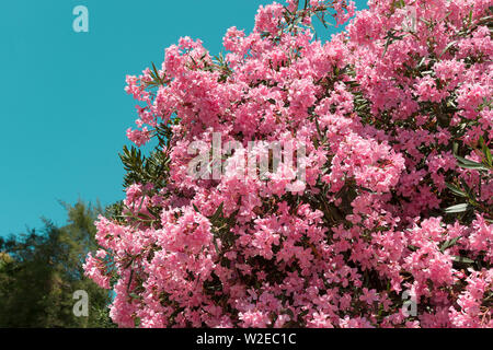 Fleurs de lauriers roses sur fond de ciel bleu Banque D'Images