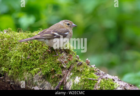 Chaffinch commun jeunes siège au tronc moussu en forêt verte Banque D'Images