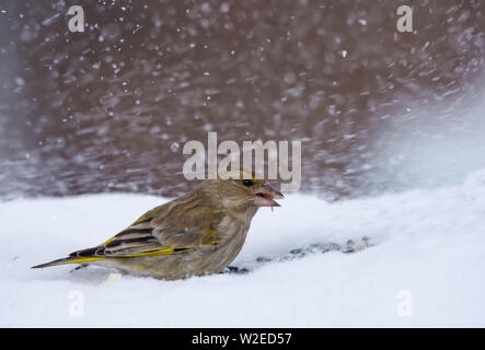 Femme Greeenfinch européenne se nourrit de neige froide en hiver lourds blizzard Banque D'Images