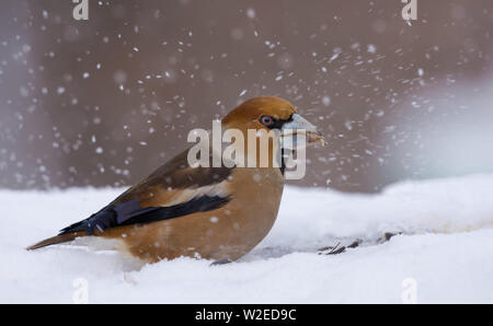 Hawfinch mâle est assis dans la neige en hiver et recherche fo un peu de nourriture Banque D'Images