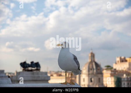 Mouette mélanocéphale coin sur la toiture du Vittoriano sur l'arrière-plan de vue de Rome avec le sunny day Banque D'Images