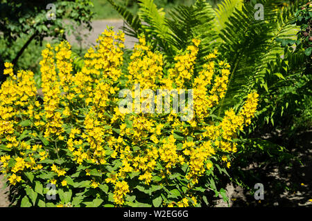 Fleur jaune en jardin sur parterre au jour de l'année solaire Banque D'Images