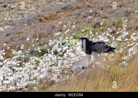 Un merle noir eagle buzzard (Geranoaetus melanoleucus) manger un black-necked swan il a juste tué dans le Parc National Torres del Paine au Chili. Banque D'Images