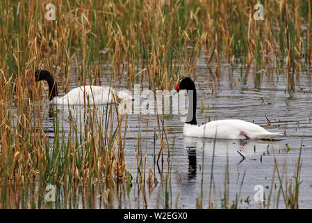Cygnes à col noir (cygnus melancoryphus) nageant à travers les roseaux dans un petit lac dans le Parc National Torres del Paine, Patagonie, Chili Banque D'Images