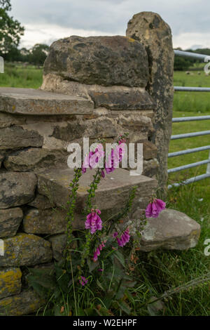 Un stile de pierre dans un mur en pierre sèche à Glen Shipley, Baildon, Yorkshire, Angleterre. Banque D'Images