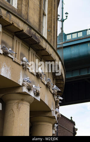 Les goélands Mouette tridactyle - Rissa tridactyla - nichant sur construction ancienne en pierre en centre ville à proximité de Pont Tyne, Newcastle, Royaume-Uni. Banque D'Images