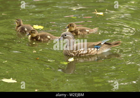 Canard Mandarin femelle avec les canetons. Buckinghamshire, Angleterre, Royaume-Uni. Banque D'Images