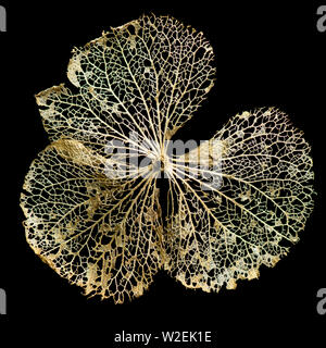 Des feuilles sèches de hydrangea sur un fond noir avec texture fantastique Banque D'Images