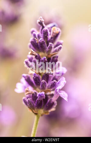 Près de l'oreille de lavande purple fleurs aromatiques au champ de lavande en été Banque D'Images