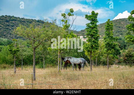 Deux chevaux partager l'ombre des arbres dans les collines près de la Lac et barrage de Vailhan, France Banque D'Images