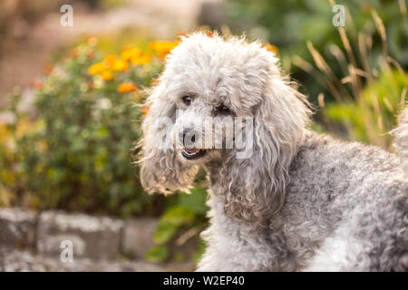 Un caniche toy gris miniature debout dans le jardin sous le soleil d'été. Banque D'Images