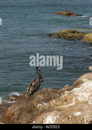 Pelican dans la réserve nationale de Paracas Banque D'Images