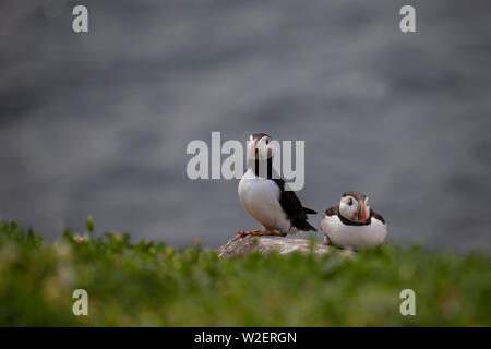 Deux Fratecula arctica Macareux percher sur le côté d'une falaise abrupte avec l'herbe et la banque de la mer fond diffus Banque D'Images