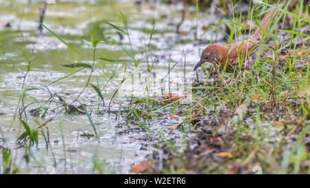 Brown Thrasher, trouver de la nourriture dans un marais Banque D'Images