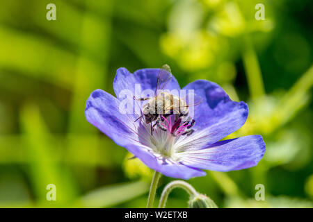 Abeille de miel à partir de nectar de fleurs géranium sanguin d'un pré. Banque D'Images