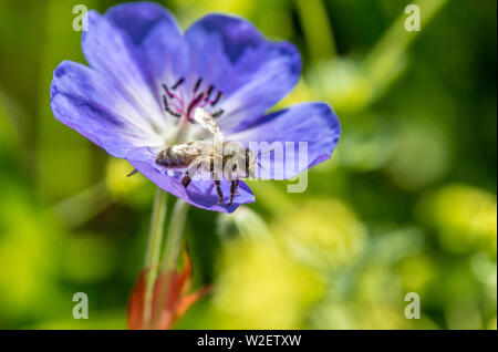 Abeille de miel à partir de nectar de fleurs géranium sanguin d'un pré. Banque D'Images