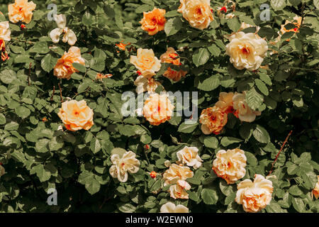 Fleurs rose orange en stationnement pendant le printemps ! Banque D'Images