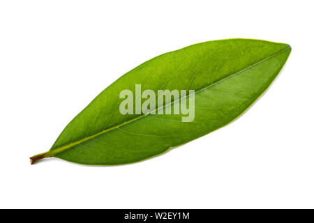 Feuille de Magnolia isolé sur fond blanc Banque D'Images