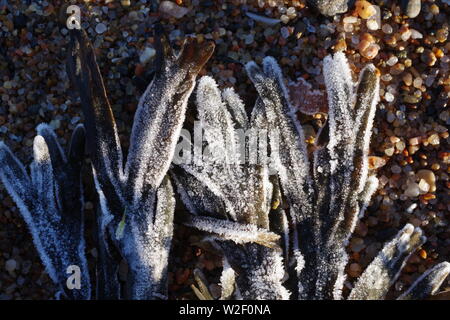 Frosty Bladderrack des algues sur le rivage à Donmouth, Aberdeen, Écosse, Royaume-Uni. Banque D'Images