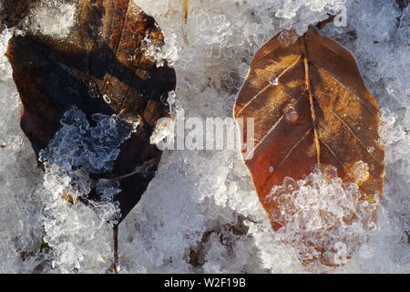 Feuille d'hêtre automne tombé Frosty (Fagus sylvatica) sur la berge à Donmouth, Aberdeen, Écosse, Royaume-Uni.