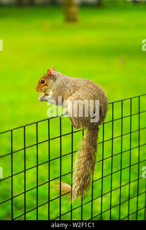 L'écureuil gris de l'assise sur fence Banque D'Images