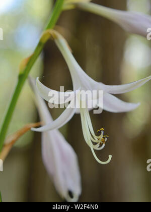 Close up of white hosta en fleurs (plantain) Banque D'Images