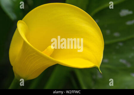 Un gros plan d'un beau jaune Zantedeschia fleur - également connu sous le nom de d'Arum Zantedeschia ou. Banque D'Images