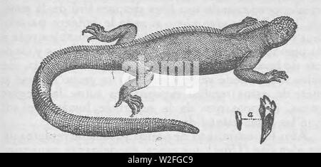 Charles Darwin - Diario del viaje en El naturalista alrededor del mundo - Tomo II (page 205) de la récolte. Banque D'Images