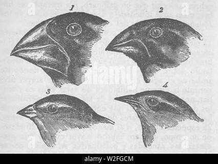 Charles Darwin - Diario del viaje en El naturalista alrededor del mundo - Tomo II (page 197) de la récolte. Banque D'Images