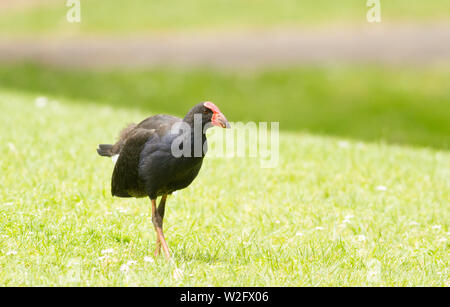 Pokeko talève sultane oiseau dans l'herbe à Auckland, Nouvelle-Zélande Banque D'Images