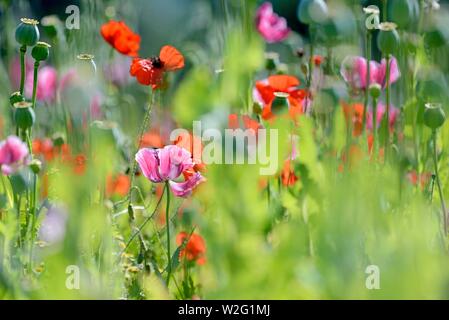 Champ de pavot à opium (Papaver somniferum) et les coquelicots (Papaver rhoeas), Hesse, Allemagne Banque D'Images