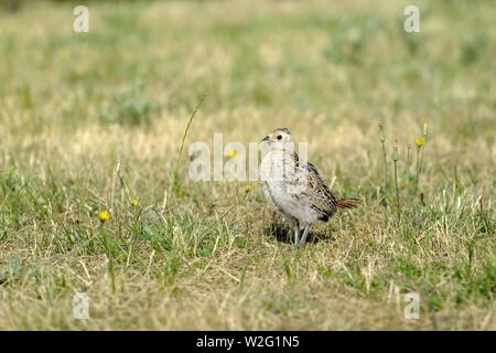 Le faisan (Phasianus colchicus), jeune oiseau dans l'herbe, Wangerooge, îles de la Frise orientale, mer du Nord, Basse-Saxe, Allemagne Banque D'Images