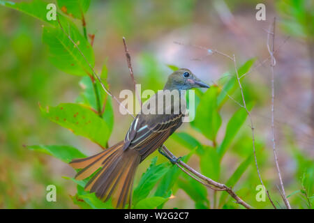 Brown Thrasher perché on twig Banque D'Images